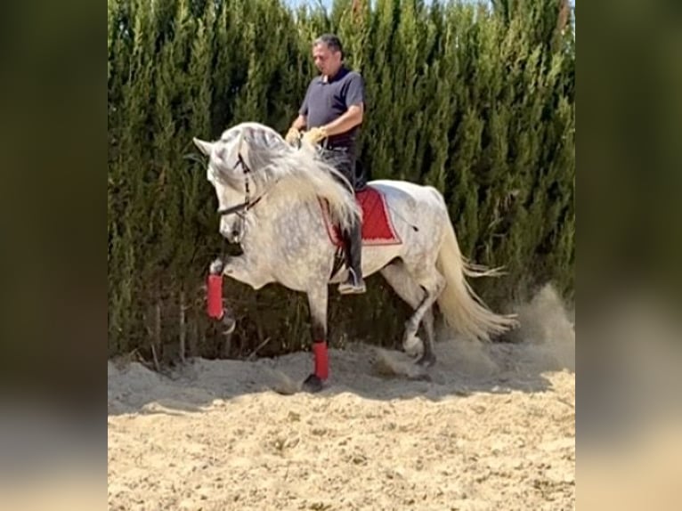 PRE Semental 6 años 163 cm Tordo rodado in Jerez