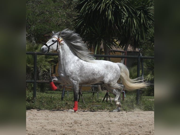 PRE Mestizo Semental 6 años 163 cm Tordo rodado in Jerez