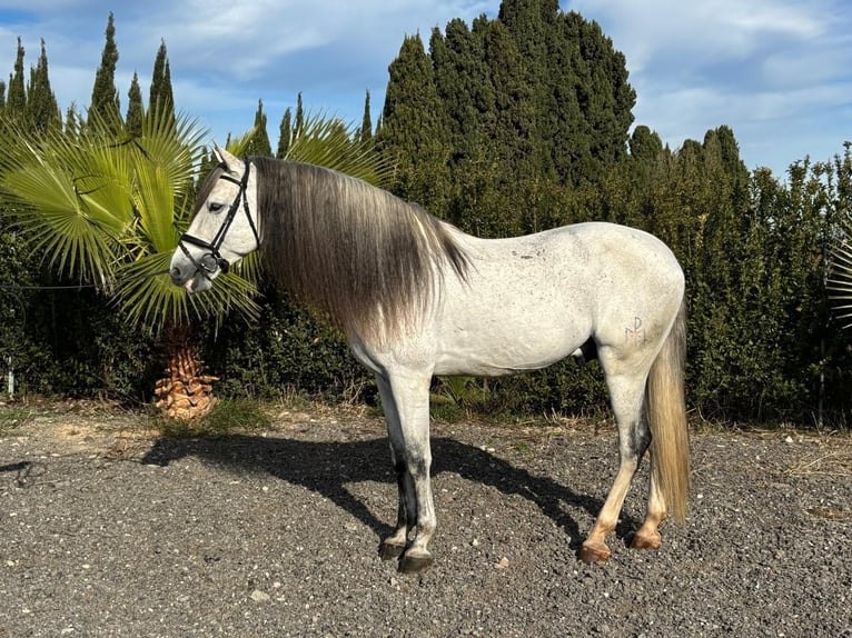 PRE Mestizo Semental 6 años 163 cm Tordo rodado in Martfeld
