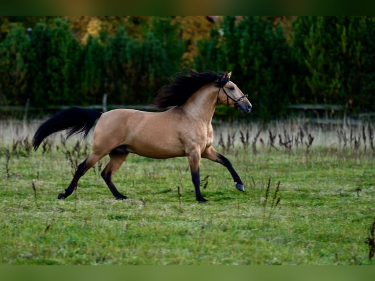 PRE Mestizo Semental 6 años 164 cm Buckskin/Bayo in Kaunas