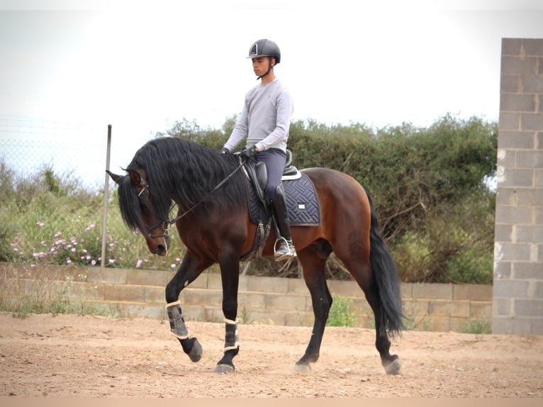 PRE Mestizo Semental 6 años 164 cm Castaño in Valencia