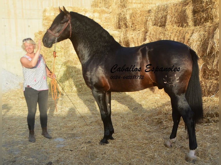 PRE Semental 6 años 164 cm Morcillo in Vejer de la Frontera