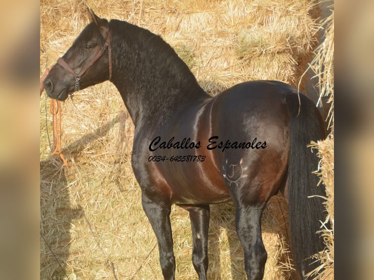 PRE Semental 6 años 164 cm Morcillo in Vejer de la Frontera