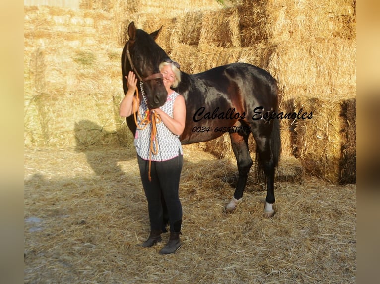 PRE Semental 6 años 164 cm Morcillo in Vejer de la Frontera