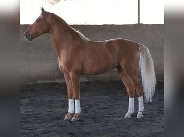 PRE Mestizo Semental 6 años 164 cm Palomino in AlcoluMalaga