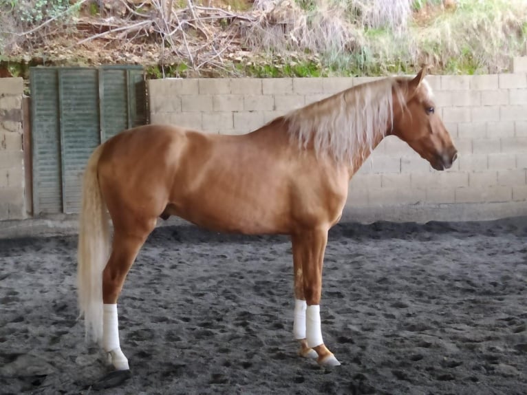 PRE Mestizo Semental 6 años 164 cm Palomino in AlcoluMalaga