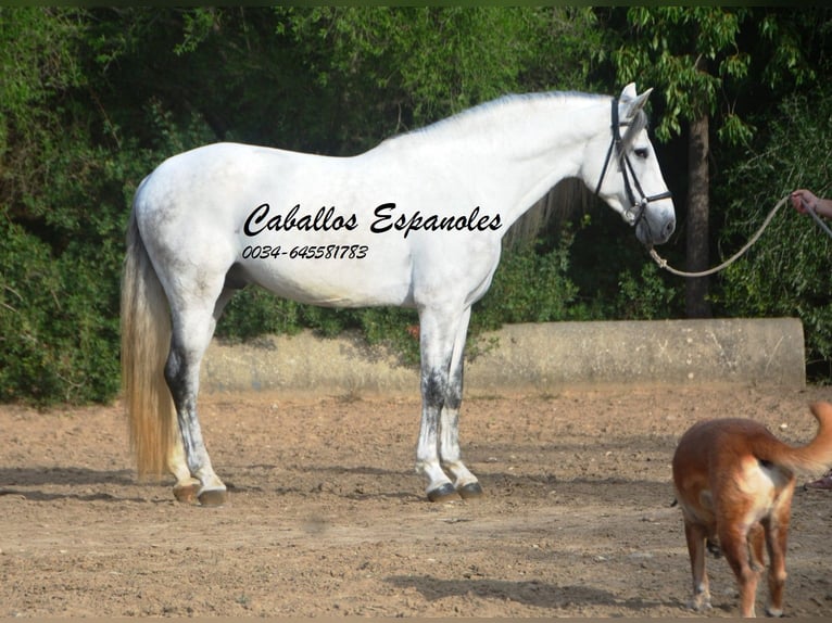 PRE Semental 6 años 164 cm Tordo in Vejer de la Frontera