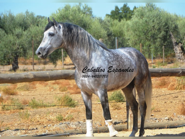 PRE Semental 6 años 164 cm Tordo rodado in Vejer de la Frontera