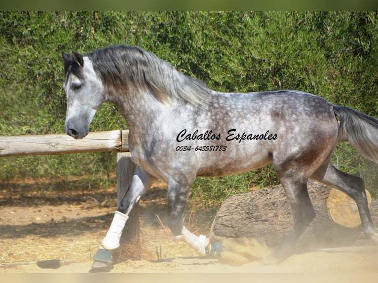 PRE Semental 6 años 164 cm Tordo rodado in Vejer de la Frontera