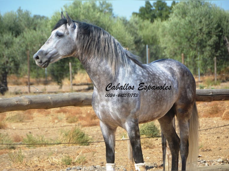 PRE Semental 6 años 164 cm Tordo rodado in Vejer de la Frontera