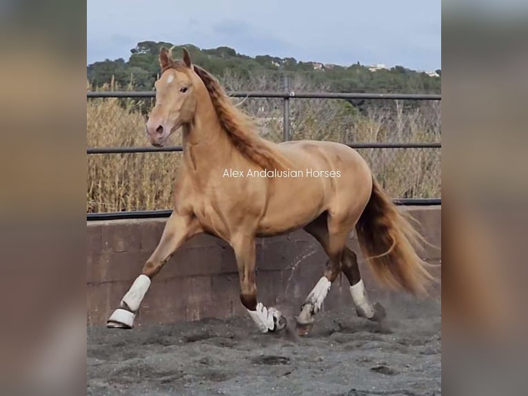 PRE Mestizo Semental 6 años 165 cm Champán in Sevilla