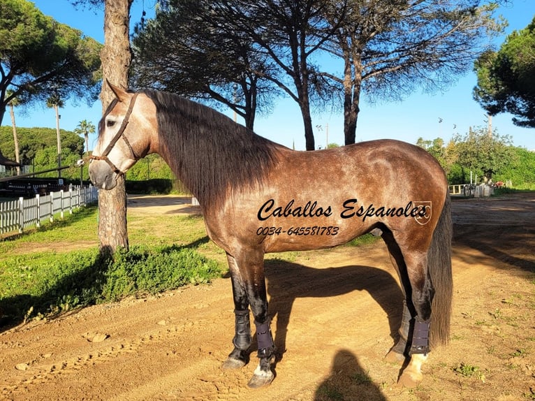 PRE Mestizo Semental 6 años 165 cm Musgo marrón in Vejer de la Frontera