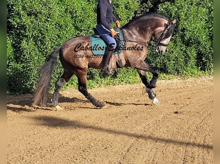 PRE Mestizo Semental 6 años 165 cm Musgo marrón in Vejer de la Frontera