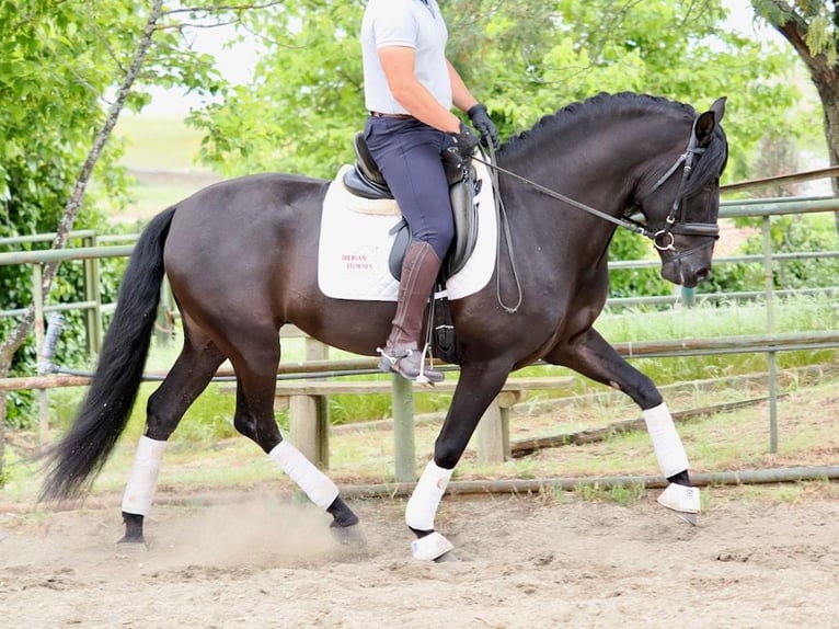 PRE Mestizo Semental 6 años 165 cm Negro in Navas Del Madroño