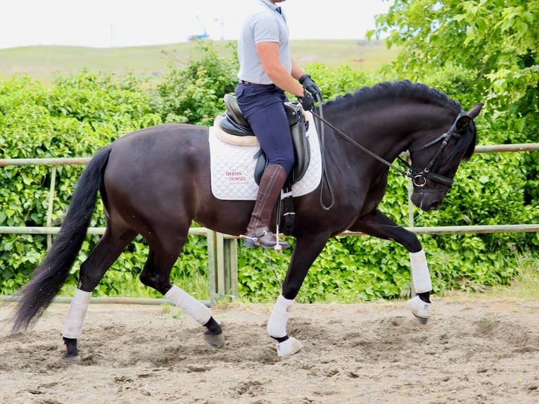 PRE Mestizo Semental 6 años 165 cm Negro in Navas Del Madroño