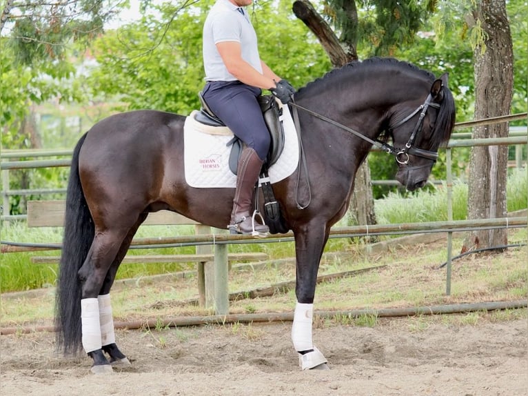 PRE Mestizo Semental 6 años 165 cm Negro in Navas Del Madroño