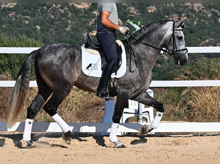 PRE Mestizo Semental 6 años 165 cm Tordo in Menorca