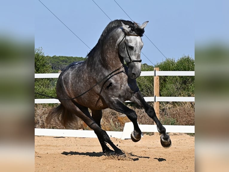 PRE Mestizo Semental 6 años 165 cm Tordo in Menorca