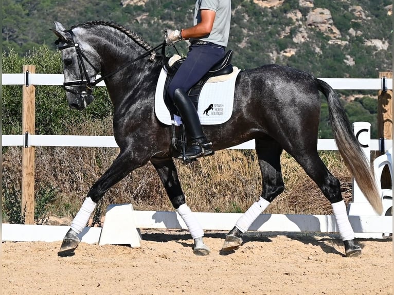 PRE Mestizo Semental 6 años 165 cm Tordo in Menorca