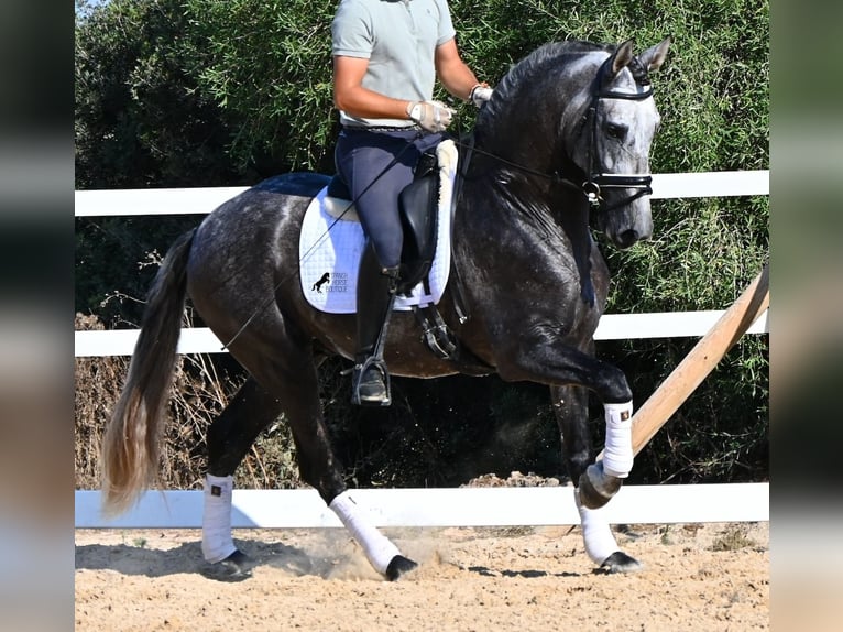 PRE Mestizo Semental 6 años 165 cm Tordo in Menorca