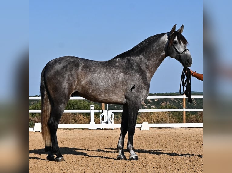 PRE Mestizo Semental 6 años 165 cm Tordo in Menorca