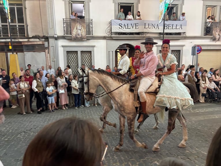 PRE Mestizo Semental 6 años 165 cm Tordo in Villanueva De Cordoba