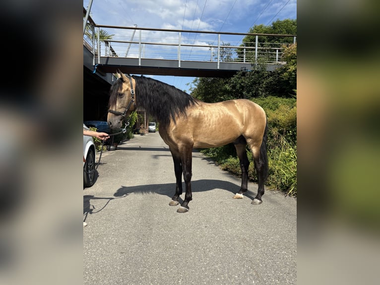 PRE Mestizo Semental 6 años 166 cm Buckskin/Bayo in Affoltern am Albis
