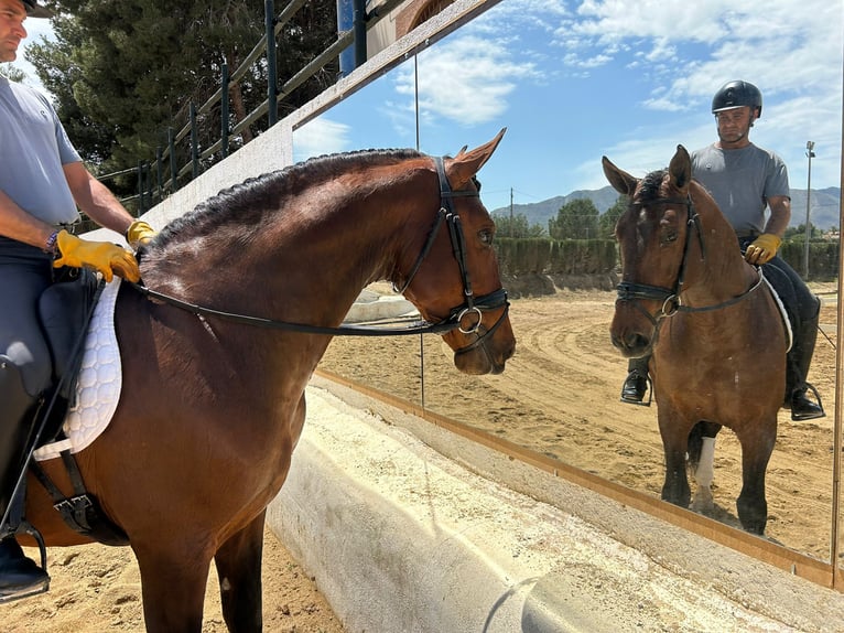 PRE Semental 6 años 166 cm Castaño in Sevilla