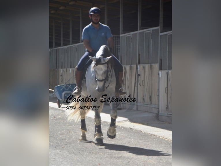 PRE Semental 6 años 166 cm Tordo in Vejer de la Frontera