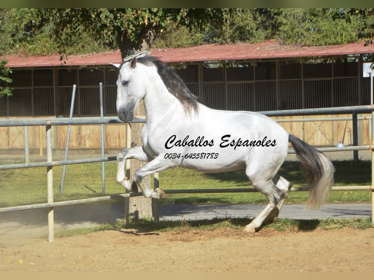 PRE Semental 6 años 166 cm Tordo in Vejer de la Frontera