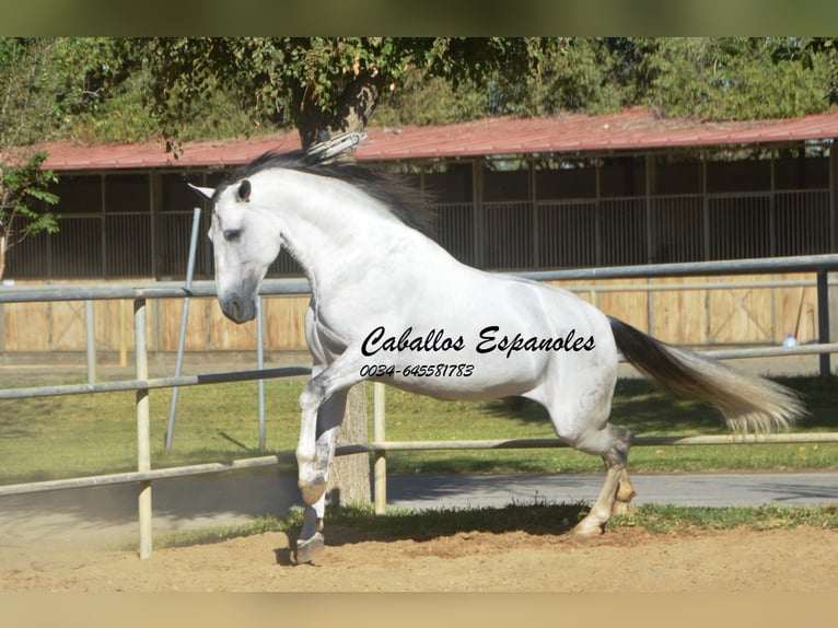 PRE Semental 6 años 166 cm Tordo in Vejer de la Frontera