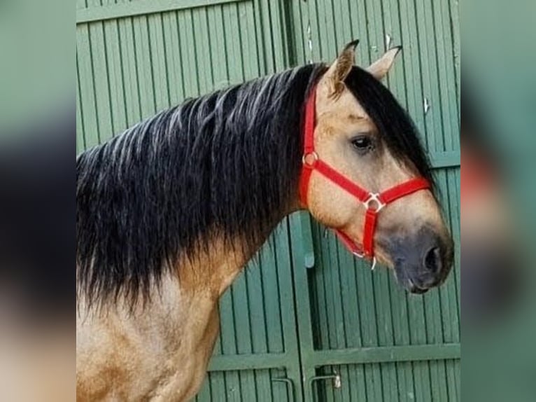 PRE Mestizo Semental 6 años 167 cm Buckskin/Bayo in Sevilla