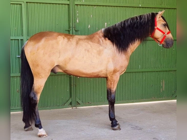 PRE Mestizo Semental 6 años 167 cm Buckskin/Bayo in Sevilla