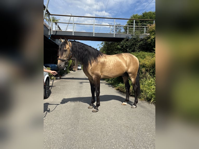 PRE Semental 6 años 167 cm Buckskin/Bayo in Affoltern am Albis