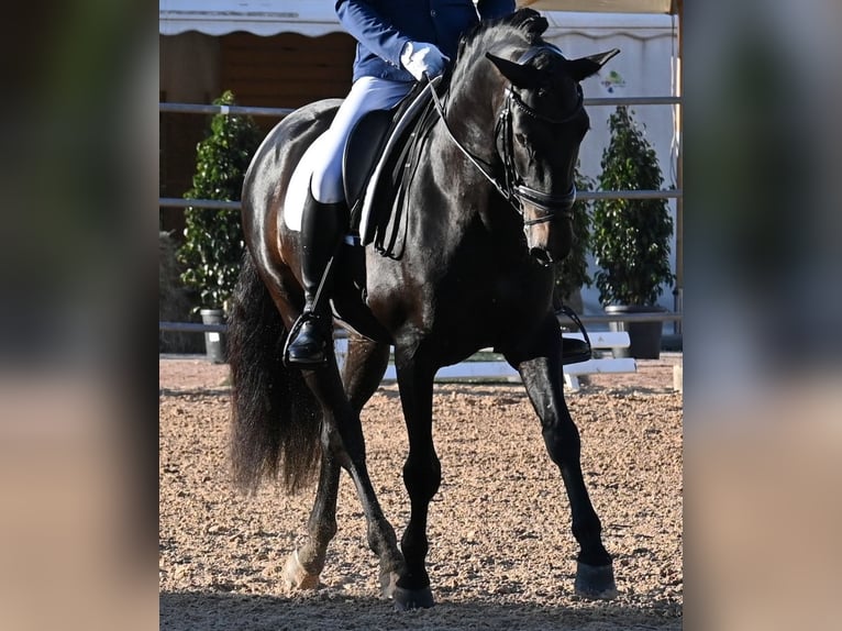 PRE Mestizo Semental 6 años 167 cm Castaño oscuro in Waiblingen