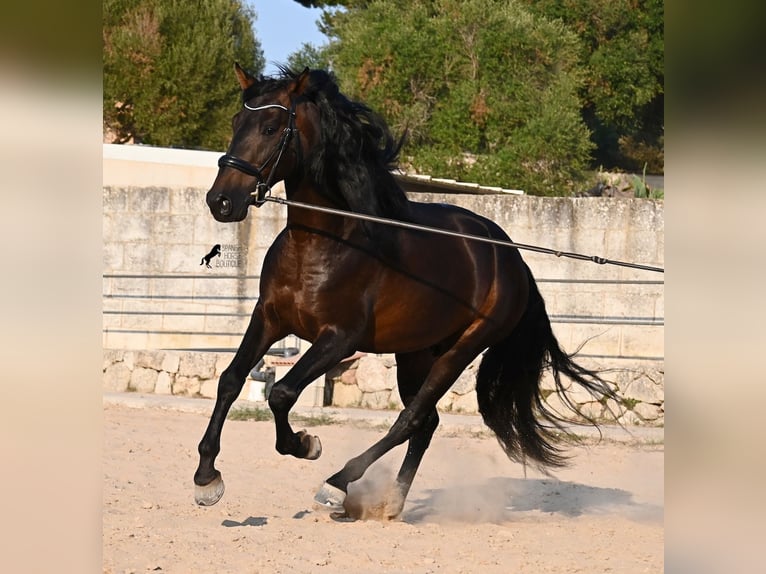 PRE Mestizo Semental 6 años 167 cm Castaño oscuro in Waiblingen
