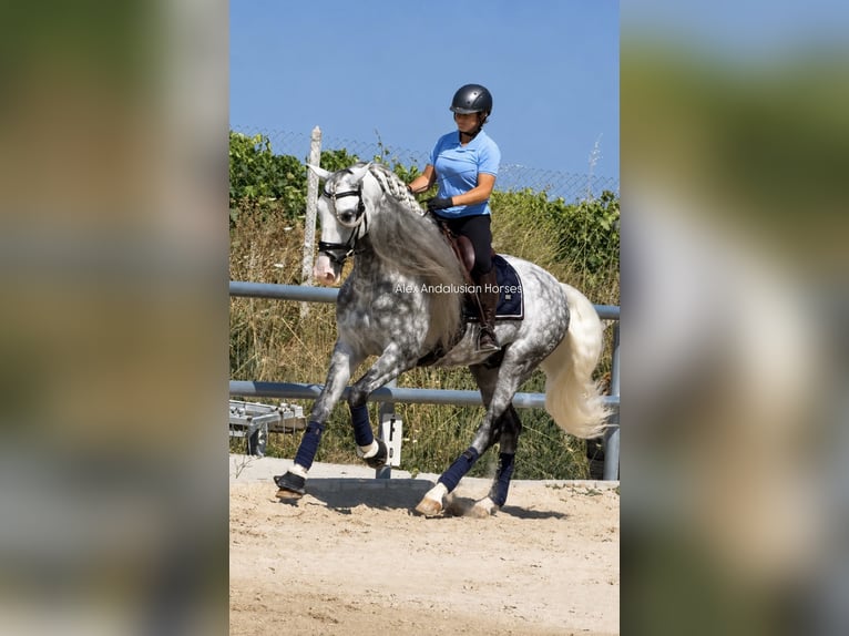 PRE Mestizo Semental 6 años 167 cm Tordo rodado in Sevilla