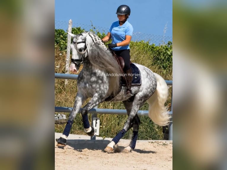 PRE Mestizo Semental 6 años 167 cm Tordo rodado in Sevilla