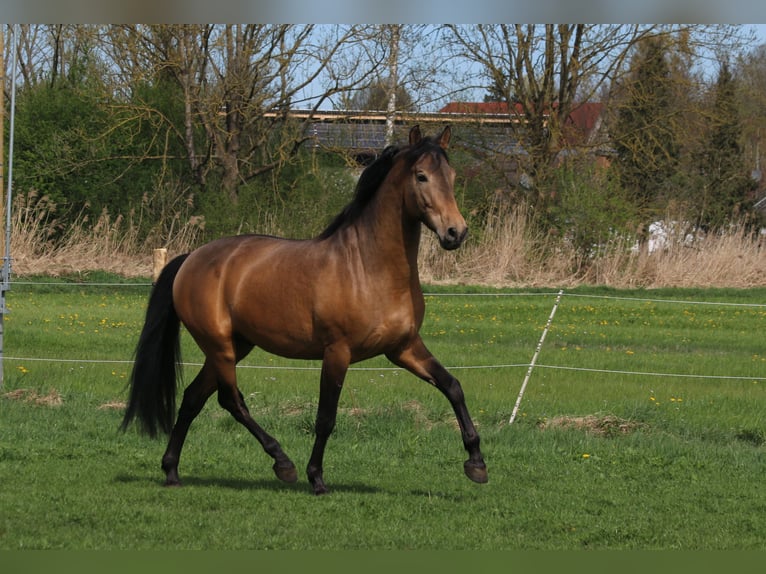 PRE Semental 6 años 168 cm Bayo in Bibertal