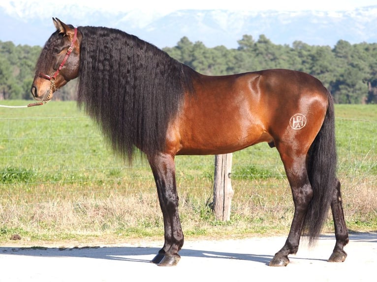 PRE Mestizo Semental 6 años 168 cm Castaño in Navas Del Madroño