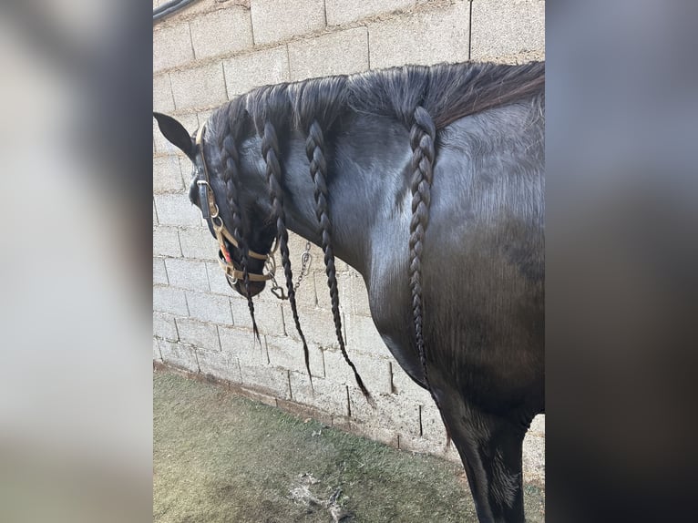 PRE Mestizo Semental 6 años 168 cm Castaño oscuro in Barrio Del Cristo