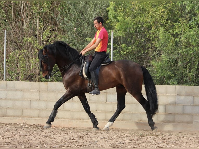 PRE Mestizo Semental 6 años 168 cm Castaño oscuro in Valencia