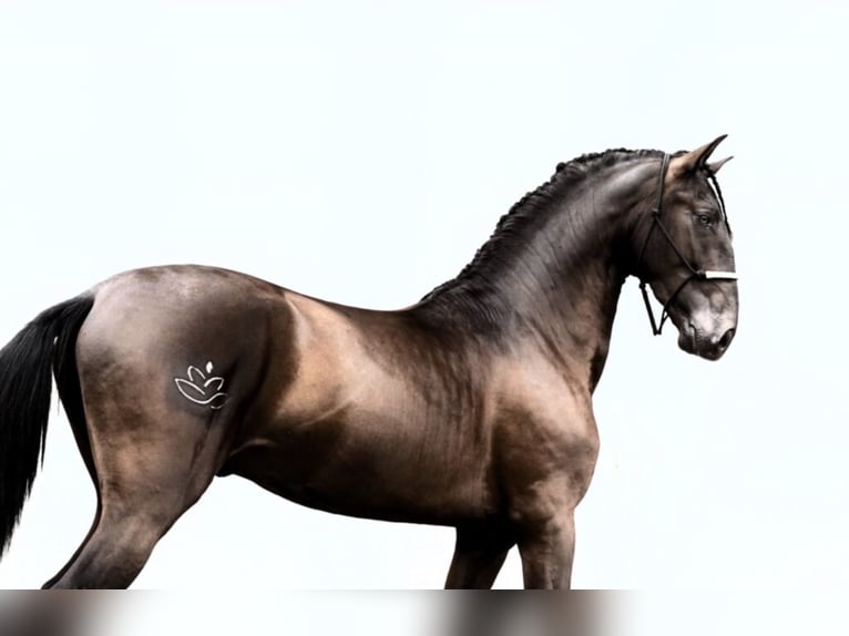 PRE Mestizo Semental 6 años 168 cm Negro in Malaga