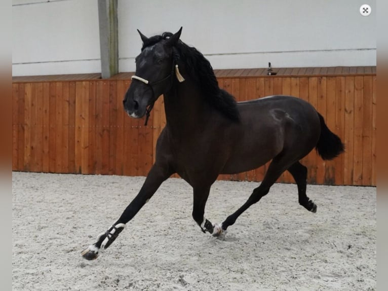 PRE Mestizo Semental 6 años 168 cm Negro in Malaga