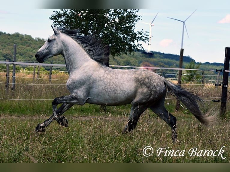 PRE Semental 6 años 168 cm Tordo in Wiebelsheim