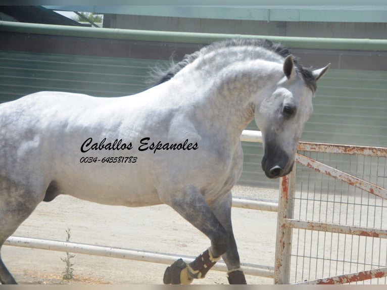 PRE Mestizo Semental 6 años 168 cm Tordo in Vejer de la Frontera