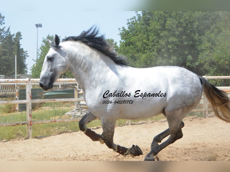PRE Mestizo Semental 6 años 168 cm Tordo in Vejer de la Frontera