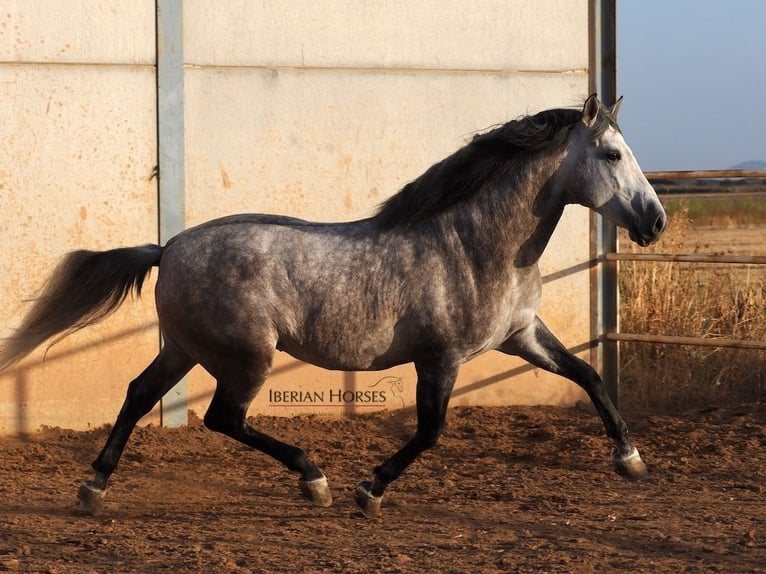 PRE Mestizo Semental 6 años 168 cm Tordo in Navas Del Madroño