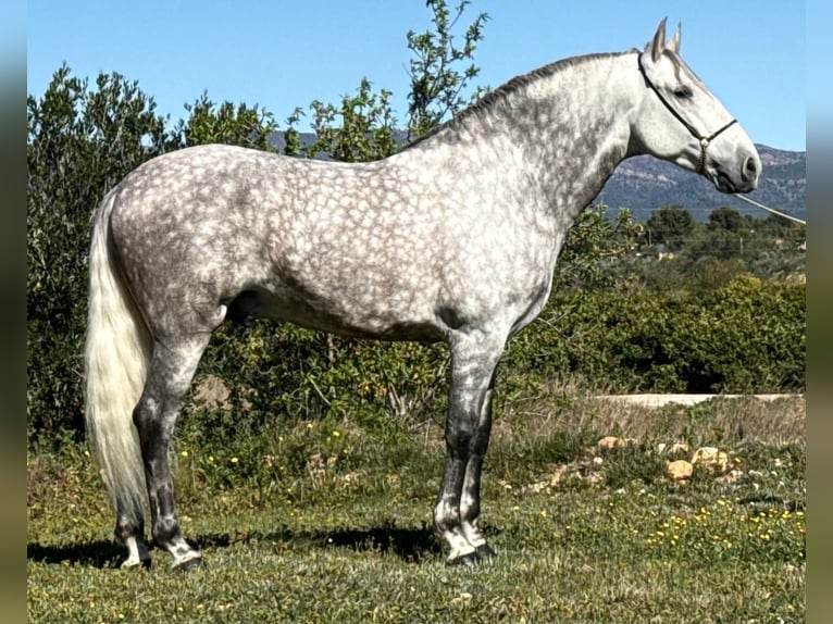 PRE Semental 6 años 168 cm Tordo rodado in Schwarme