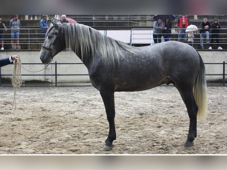 PRE Semental 6 años 168 cm Tordo rodado in Malia&#xF1;o